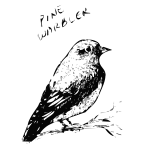 Pine Warbler Bird